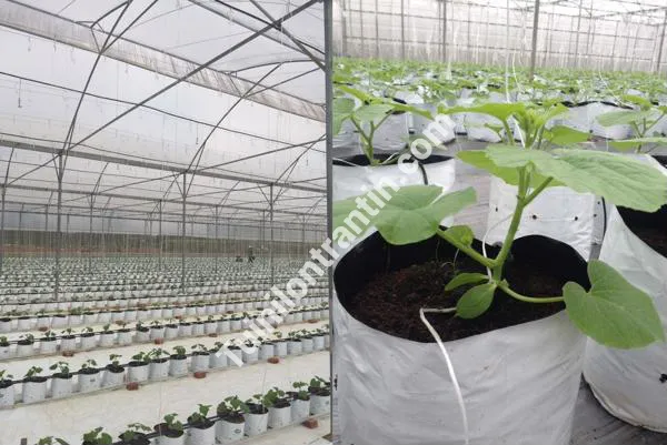 Sản phẩm tui uom cay 2 da_grande — Bao Bì Nhựa Trần Tín - Công Ty TNHH Trần Tín — MST 3702626308