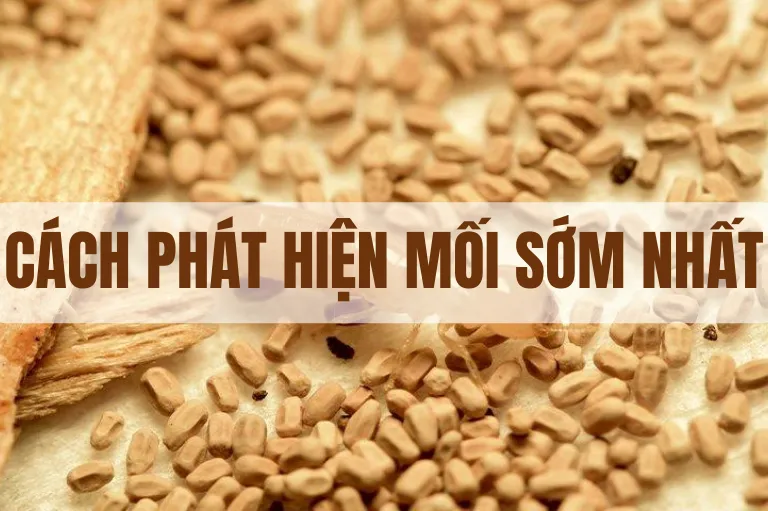 Sản phẩm CÁCH PHÁT HIỆN MỐI SỚM NHẤT_ 07 03 2023 09 28 04 — Diệt Côn Trùng Phương Đông - Công Ty TNHH Thương Mại Và DV Hoàng Gia Phương Đông — MST 3702668474