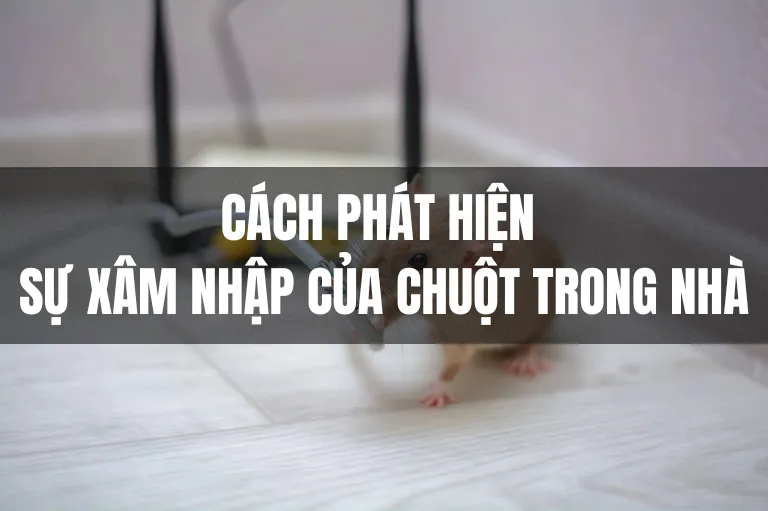 Sản phẩm Cách phát hiện sự xâm nhập của chuột trong nhà_ 25 02 2023 16 48 25 — Diệt Côn Trùng Phương Đông - Công Ty TNHH Thương Mại Và DV Hoàng Gia Phương Đông — MST 3702668474