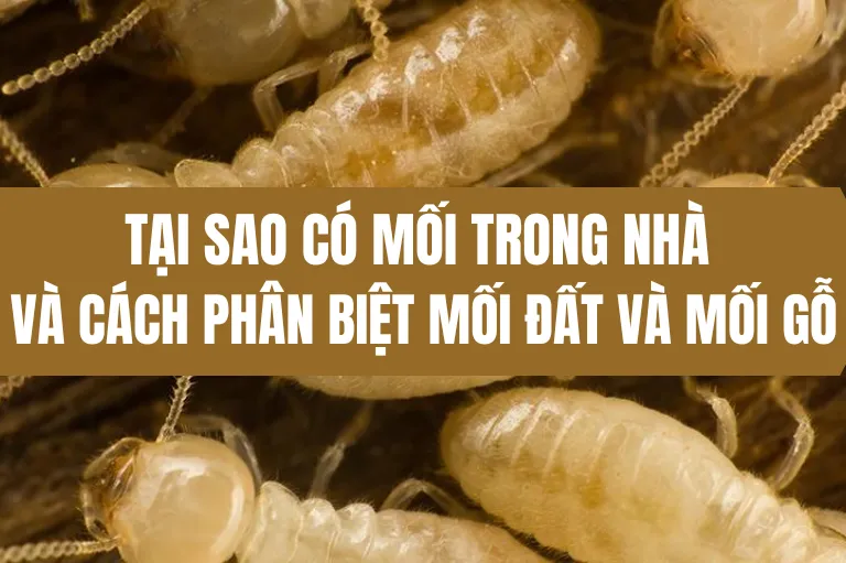 Sản phẩm Tại sao có mối trong nhà và cách phân biệt mối đất và mối gỗ_ 07 03 2023 10 51 47 — Diệt Côn Trùng Phương Đông - Công Ty TNHH Thương Mại Và DV Hoàng Gia Phương Đông — MST 3702668474