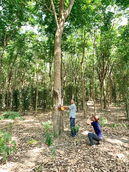 Sản phẩm San xuat 3 — Lâm Sản Bình Dương - Công Ty Cổ Phần Kinh Doanh Lâm Sản Bình Dương — MST 3702714459
