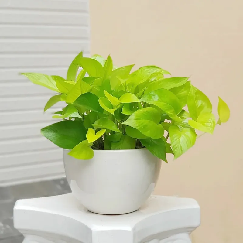 Sản phẩm Trau ba vang 1 — Cây Xanh Green Life - Công Ty TNHH Thương Mại Dịch Vụ Cây Xanh Green Life — MST 3702795458