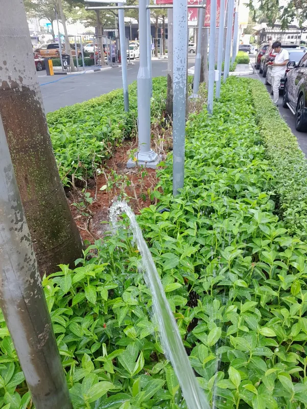 Sản phẩm z5346461891361_e540926522cbb3ff02deef2cc058dbc7 1 — Cây Xanh Green Life - Công Ty TNHH Thương Mại Dịch Vụ Cây Xanh Green Life — MST 3702795458