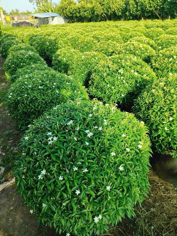 Sản phẩm z6852829969722_9ef84e234aec7b7db95be254b393fae9 — Cây Xanh Green Life - Công Ty TNHH Thương Mại Dịch Vụ Cây Xanh Green Life — MST 3702795458