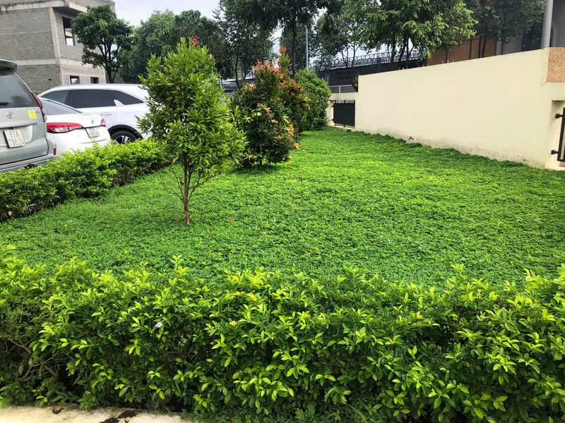 Sản phẩm z7167943604299_c90d1d2ee16e15b81d0b5441f6b8bfdf — Cây Xanh Green Life - Công Ty TNHH Thương Mại Dịch Vụ Cây Xanh Green Life — MST 3702795458