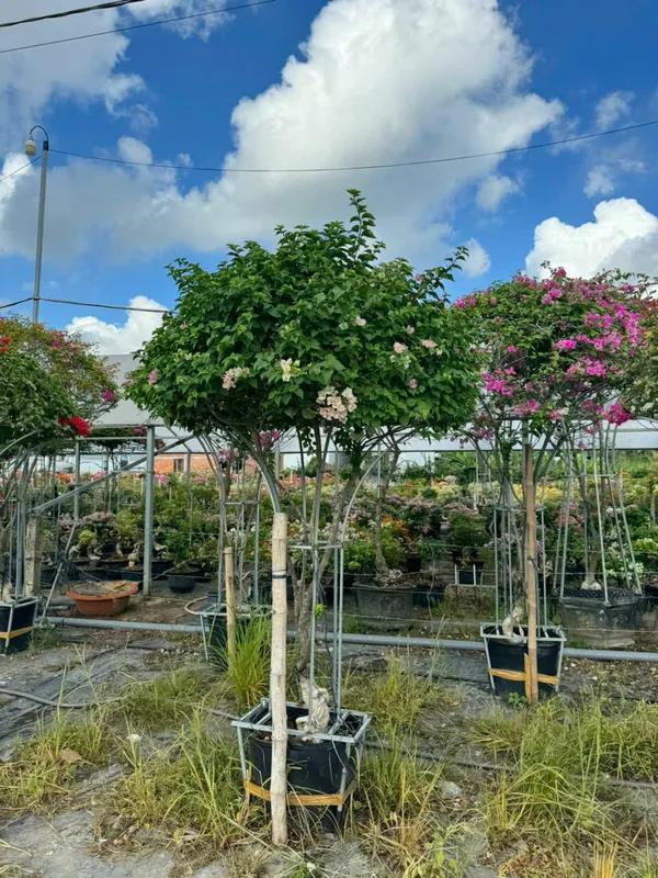 Sản phẩm z7405090408391_3ecd61dc7fb7ecb38408d6a12cfa8b65 — Cây Xanh Green Life - Công Ty TNHH Thương Mại Dịch Vụ Cây Xanh Green Life — MST 3702795458