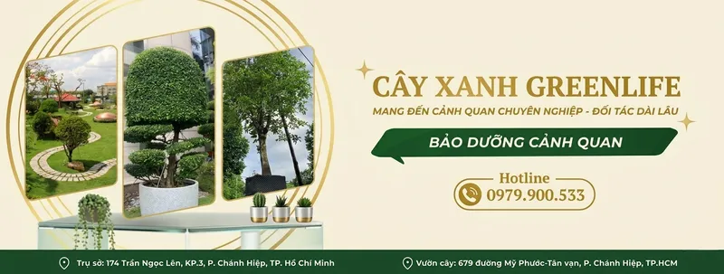 Sản phẩm banerr cay 1 — Cây Xanh Green Life - Công Ty TNHH Thương Mại Dịch Vụ Cây Xanh Green Life — MST 3702795458
