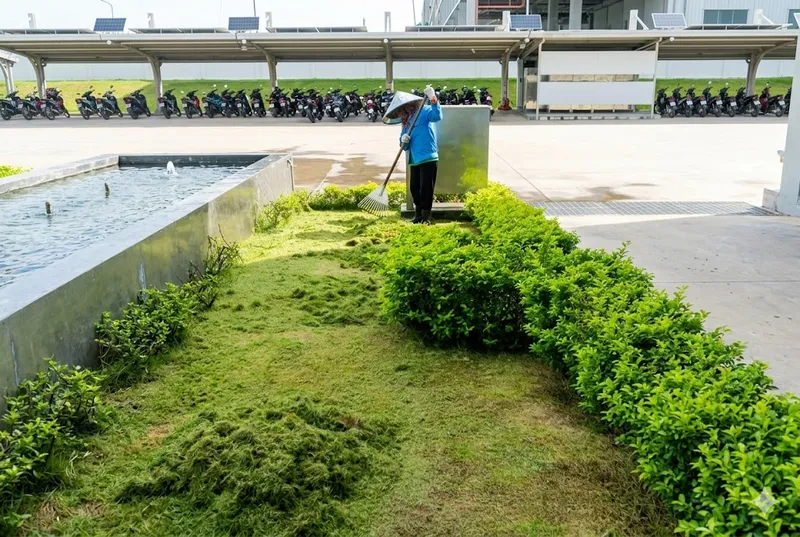 Sản phẩm bao duong canh quan bau bang 2 — Cây Xanh Green Life - Công Ty TNHH Thương Mại Dịch Vụ Cây Xanh Green Life — MST 3702795458