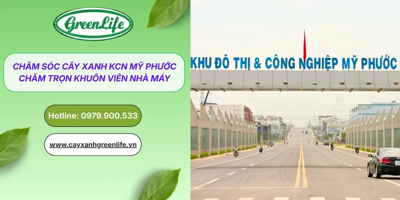 Sản phẩm cham soc cay xanh KCN my phuoc thumb — Cây Xanh Green Life - Công Ty TNHH Thương Mại Dịch Vụ Cây Xanh Green Life — MST 3702795458