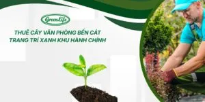 Sản phẩm thue cay van phong ben cat thumb 300x150 — Cây Xanh Green Life - Công Ty TNHH Thương Mại Dịch Vụ Cây Xanh Green Life — MST 3702795458