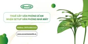 Sản phẩm thue cay van phong di an thumb 300x150 — Cây Xanh Green Life - Công Ty TNHH Thương Mại Dịch Vụ Cây Xanh Green Life — MST 3702795458