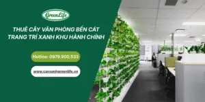 Sản phẩm thue cay van phong tan uyen thumb 300x150 — Cây Xanh Green Life - Công Ty TNHH Thương Mại Dịch Vụ Cây Xanh Green Life — MST 3702795458