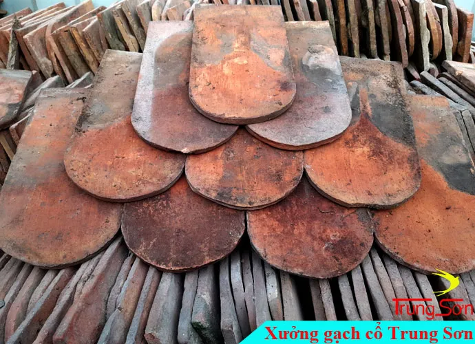 Sản phẩm ngoi vay ca cu — Công Ty TNHH Vật Liệu Giá Sỉ Trung Sơn — MST 3702854375