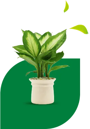 Sản phẩm gthieu — Công Ty TNHH Cảnh Quan Thái Bình Dương — MST 3702878425