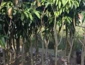 Sản phẩm 0a03ccfbba5f4801114e 6012 — Công Ty TNHH Cảnh Quan Thái Bình Dương — MST 3702878425