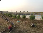 Sản phẩm 47c37d255b74ad2af465 1033 — Công Ty TNHH Cảnh Quan Thái Bình Dương — MST 3702878425