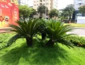 Sản phẩm bao duong cham soc san vuon canh quan phong tru sau benh hai 41 2030 — Công Ty TNHH Cảnh Quan Thái Bình Dương — MST 3702878425