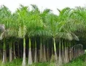 Sản phẩm download 1133 — Công Ty TNHH Cảnh Quan Thái Bình Dương — MST 3702878425
