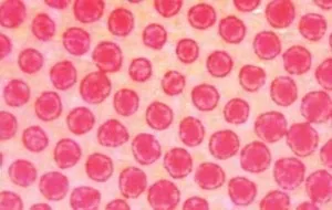Sản phẩm dot gain 9825 — Vật Tư In Đức Thịnh - Công Ty TNHH Thương Mại Dịch Vụ Công Nghiệp In Đức Thịnh — MST 3702890736