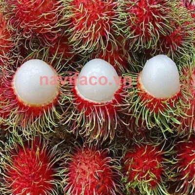 Sản phẩm chom chom 1 400x400 — Nông Sản Ngân Việt Phát - Công Ty TNHH Đầu Tư Thương Mại Xuất Nhập Khẩu Ngân
Việt Phát — MST 3702903463