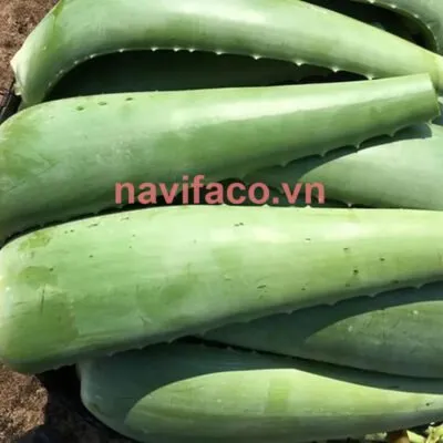 Sản phẩm nha dam chua so che 400x400 — Nông Sản Ngân Việt Phát - Công Ty TNHH Đầu Tư Thương Mại Xuất Nhập Khẩu Ngân
Việt Phát — MST 3702903463