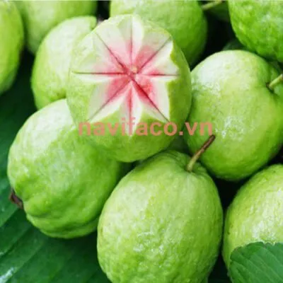 Sản phẩm qua oi gion 1 400x400 — Nông Sản Ngân Việt Phát - Công Ty TNHH Đầu Tư Thương Mại Xuất Nhập Khẩu Ngân
Việt Phát — MST 3702903463