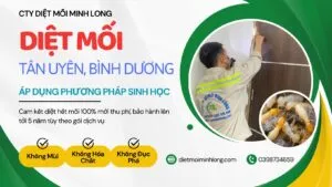 Sản phẩm diet moi tan uyen 300x169 — Diệt Mối Minh Long - Công Ty TNHH Thương Mại Dịch Vụ Trừ Mối Và Côn Trùng Minh
Long — MST 3703016062