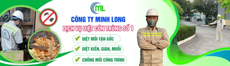 Sản phẩm dich vu diet moi 1 scaled — Diệt Mối Minh Long - Công Ty TNHH Thương Mại Dịch Vụ Trừ Mối Và Côn Trùng Minh
Long — MST 3703016062