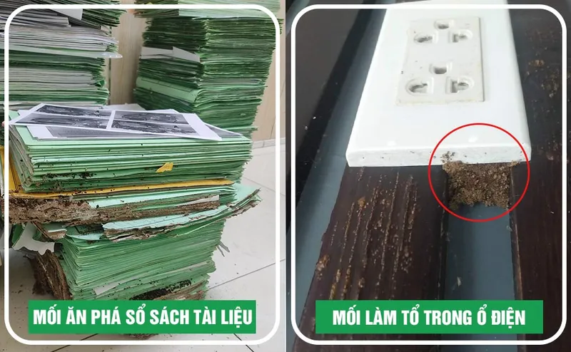 Sản phẩm nguy hai tu moi gay ra — Diệt Mối Minh Long - Công Ty TNHH Thương Mại Dịch Vụ Trừ Mối Và Côn Trùng Minh
Long — MST 3703016062