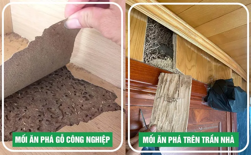 Sản phẩm tac hai cua moi trong nha — Diệt Mối Minh Long - Công Ty TNHH Thương Mại Dịch Vụ Trừ Mối Và Côn Trùng Minh
Long — MST 3703016062