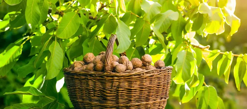 Sản phẩm 20250117093309114 — Công Ty TNHH Sunagro Food (Viet Nam) — MST 3703070408