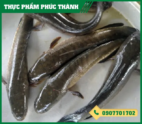 Sản phẩm ca loc — Thực Phẩm Phúc Thành - Công Ty TNHH Kinh Doanh Thực Phẩm Phúc Thành — MST 3703096477