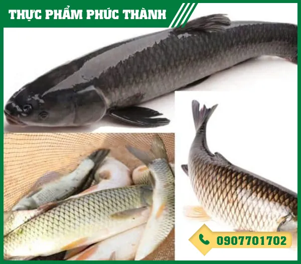 Sản phẩm ca troi — Thực Phẩm Phúc Thành - Công Ty TNHH Kinh Doanh Thực Phẩm Phúc Thành — MST 3703096477