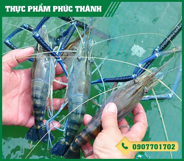 Sản phẩm tom cang xanh — Thực Phẩm Phúc Thành - Công Ty TNHH Kinh Doanh Thực Phẩm Phúc Thành — MST 3703096477