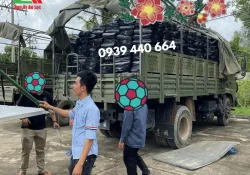 Sản phẩm bao tai dua mau den gia re 9335 — Công Ty TNHH Sản Xuất Thương Mại Dịch Vụ Bao Bì An Lạc — MST 3703123321