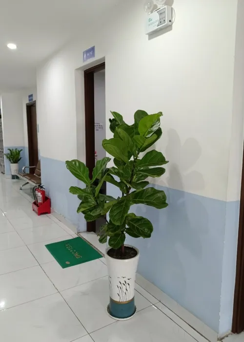 Sản phẩm cay bang singapore (1) (Custom) — Phân bón Phú Hòa - Công Ty TNHH TM Và SX Phú Hòa — MST 3703145999