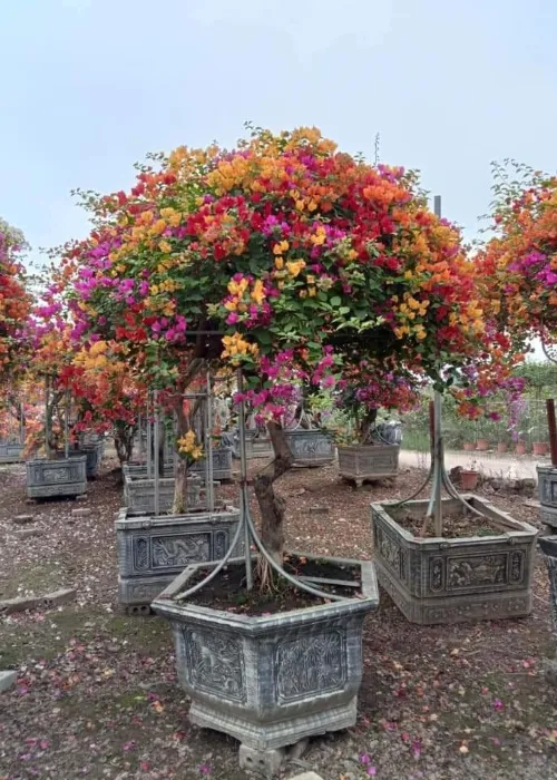 Sản phẩm cay bong giay (4) (Custom) — Phân bón Phú Hòa - Công Ty TNHH TM Và SX Phú Hòa — MST 3703145999