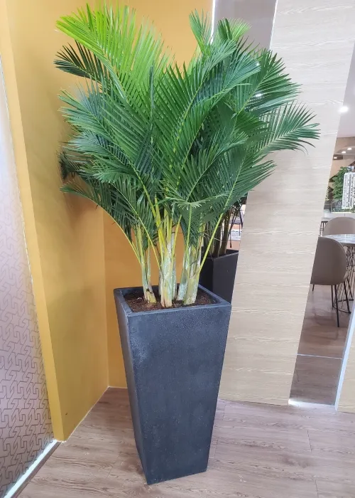 Sản phẩm cay cau nhat (Custom) — Phân bón Phú Hòa - Công Ty TNHH TM Và SX Phú Hòa — MST 3703145999