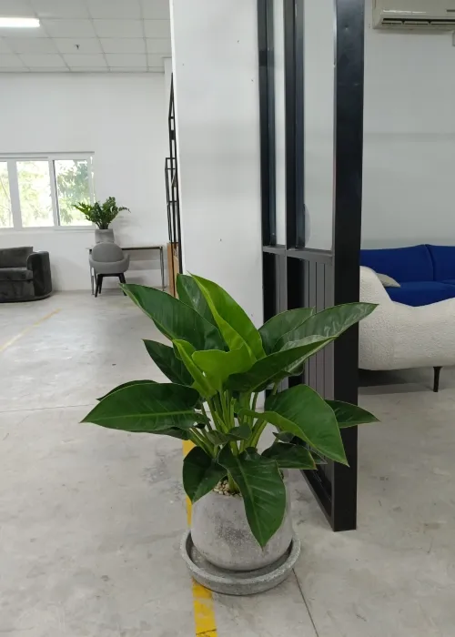 Sản phẩm cay dai de vuong xanh (Custom) — Phân bón Phú Hòa - Công Ty TNHH TM Và SX Phú Hòa — MST 3703145999