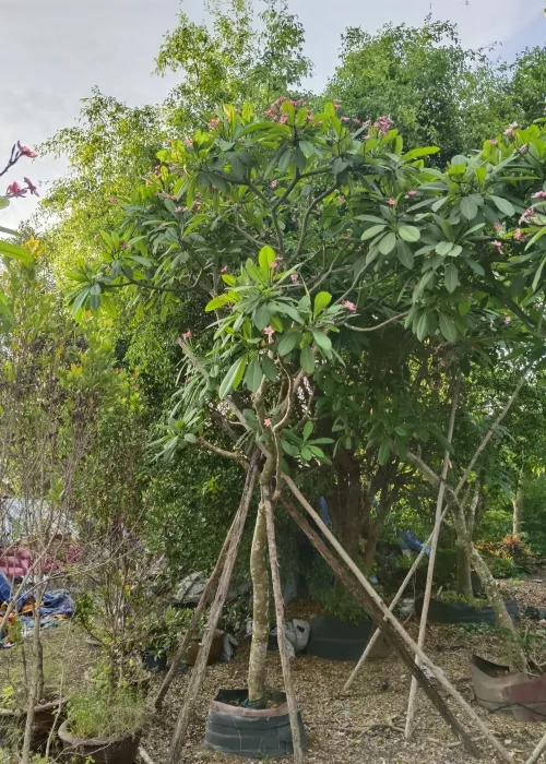 Sản phẩm cay hoa su dai do (Custom) — Phân bón Phú Hòa - Công Ty TNHH TM Và SX Phú Hòa — MST 3703145999