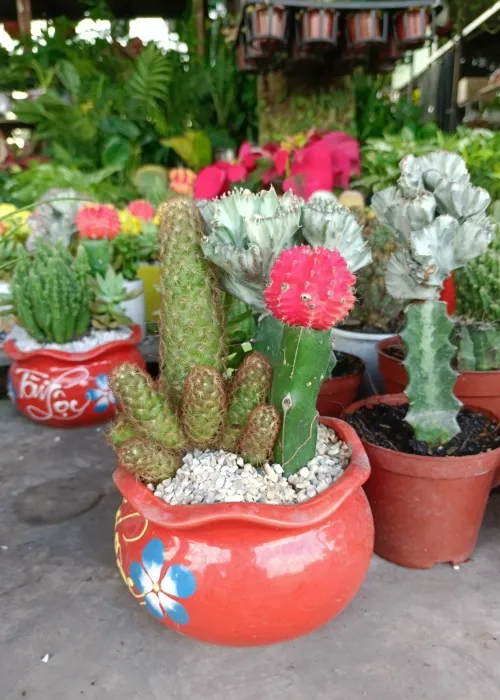 Sản phẩm cay hoa xuong rong (2) (Custom) — Phân bón Phú Hòa - Công Ty TNHH TM Và SX Phú Hòa — MST 3703145999