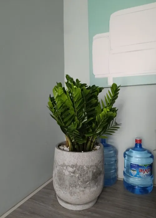 Sản phẩm cay kim tien (Custom) — Phân bón Phú Hòa - Công Ty TNHH TM Và SX Phú Hòa — MST 3703145999