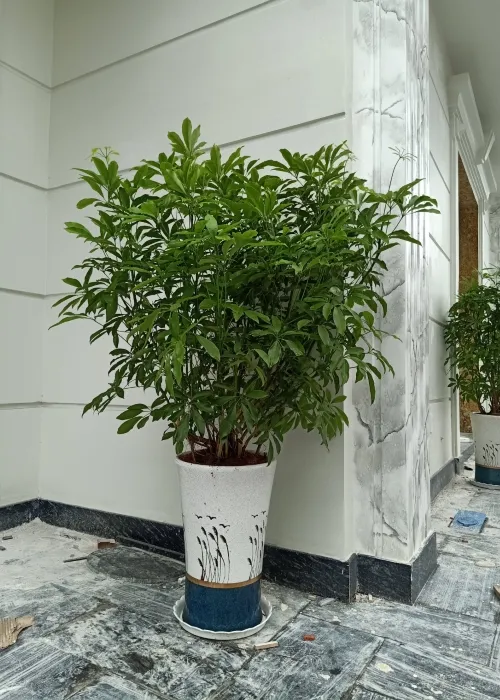 Sản phẩm cay ngu gia bi (2) (Custom) — Phân bón Phú Hòa - Công Ty TNHH TM Và SX Phú Hòa — MST 3703145999