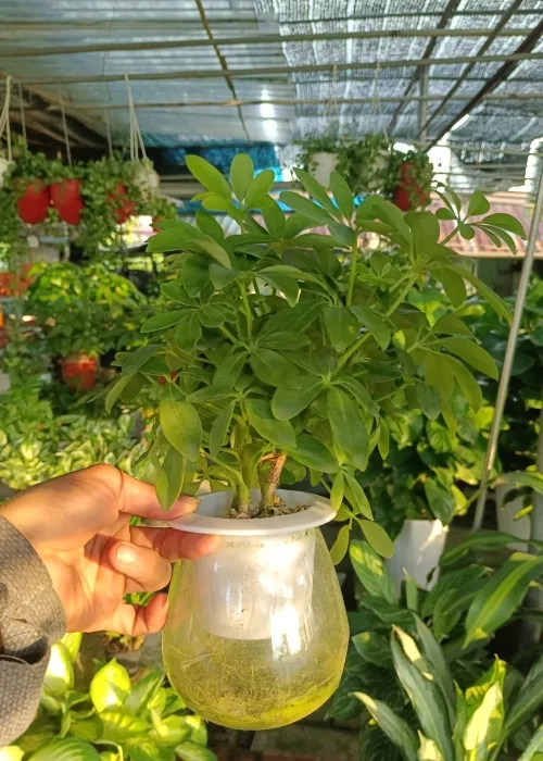 Sản phẩm cay ngu gia bi thuy sinh (Custom) — Phân bón Phú Hòa - Công Ty TNHH TM Và SX Phú Hòa — MST 3703145999