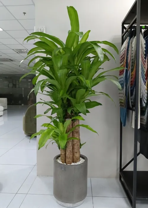 Sản phẩm cay thiet moc lan (Custom) — Phân bón Phú Hòa - Công Ty TNHH TM Và SX Phú Hòa — MST 3703145999