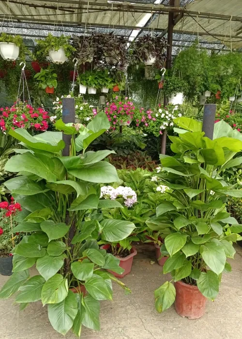 Sản phẩm cay trau ba de vuong (Custom) — Phân bón Phú Hòa - Công Ty TNHH TM Và SX Phú Hòa — MST 3703145999