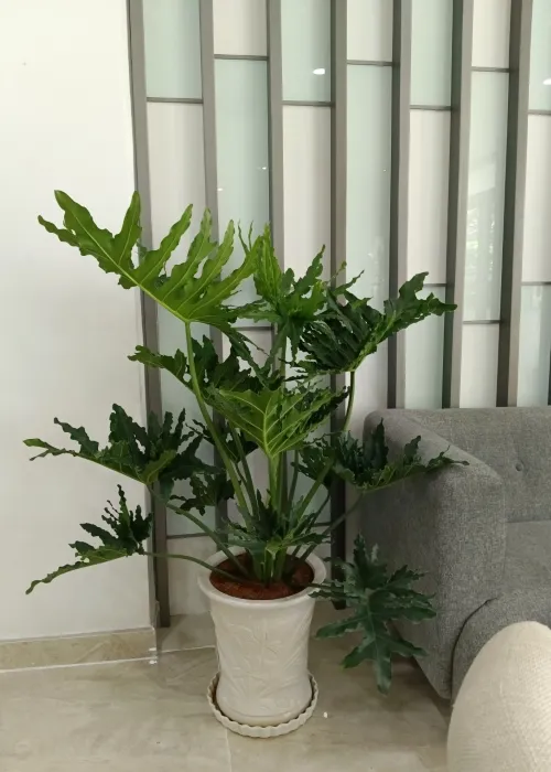 Sản phẩm cay trau ba thanh xuan (2) (Custom) — Phân bón Phú Hòa - Công Ty TNHH TM Và SX Phú Hòa — MST 3703145999