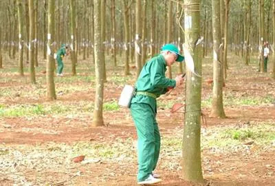 Sản phẩm thumb_1589692120_4 — Cao Su Phú Riềng - Công Ty TNHH MTV Cao Su Phú Riềng — MST 3800100062