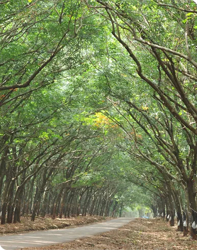 Sản phẩm cty loc ninh 2022 — Cao Su Lộc Ninh - Công Ty TNHH MTV Cao Su Lộc Ninh — MST 3800100270