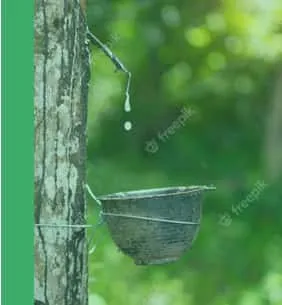 Sản phẩm img download pdf — Cao Su Lộc Ninh - Công Ty TNHH MTV Cao Su Lộc Ninh — MST 3800100270